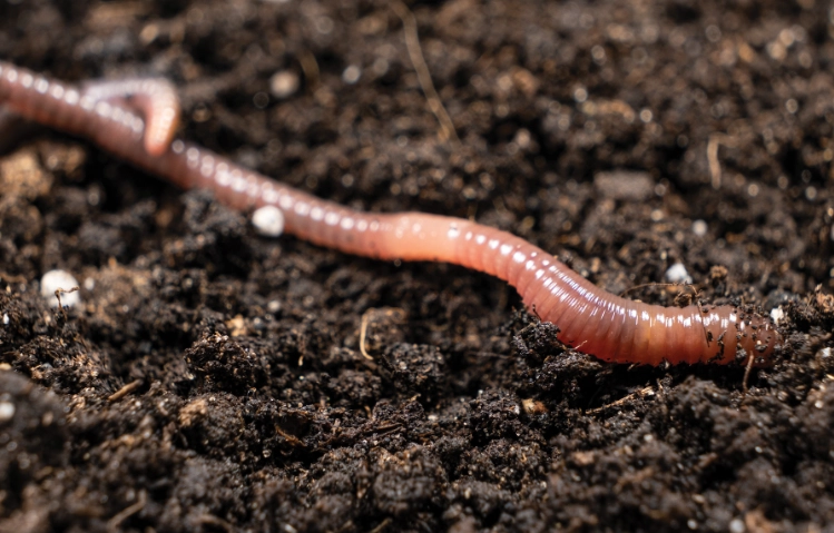 earthworms in soil