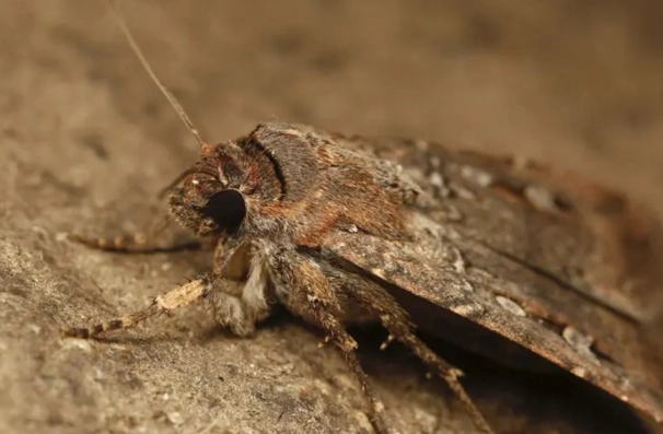 why are insects important to humans