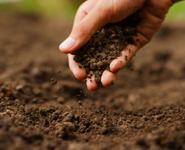 improve soil health