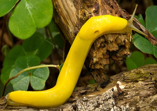 types of decomposers