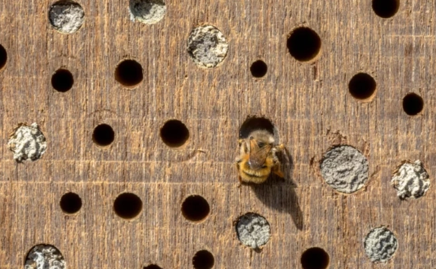 how to attract solitary bees