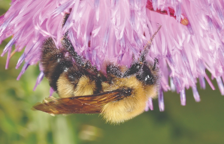 pollinator-friendly garden