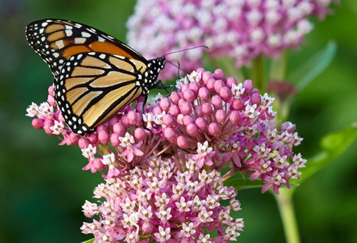 butterfly host plants