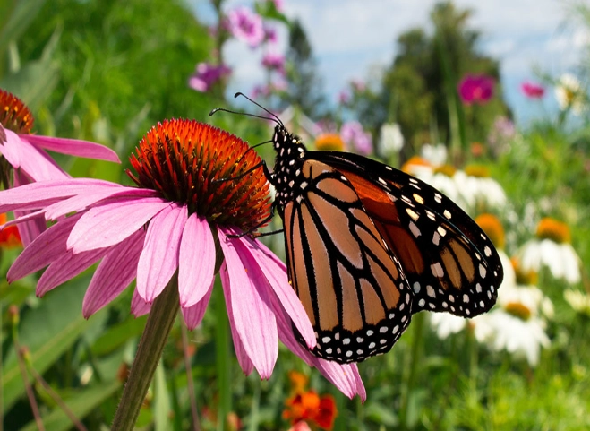 protecting pollinators