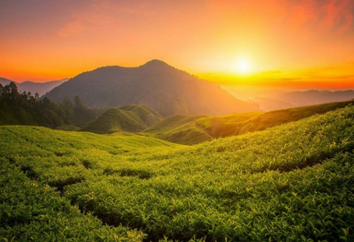 home tea garden design