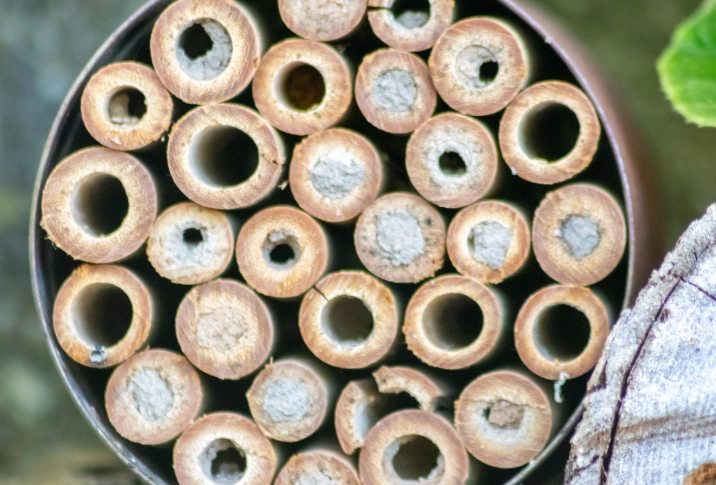 solitary bee hotel