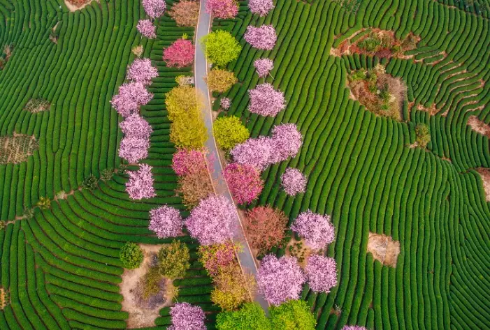 home tea garden design