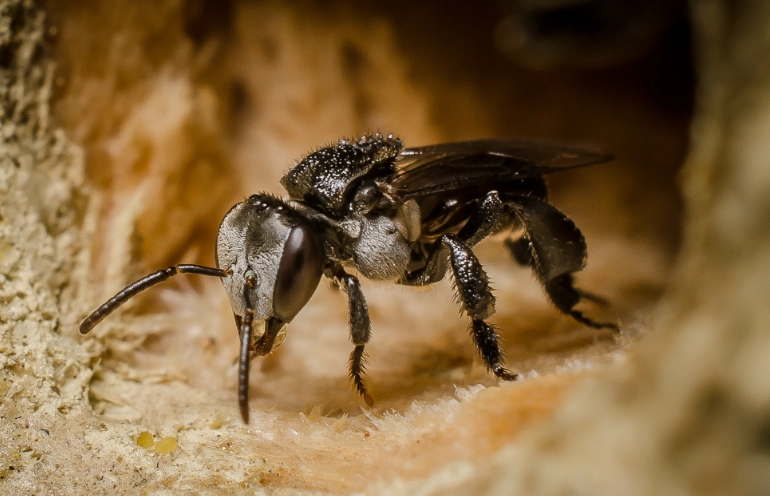 solitary bees
