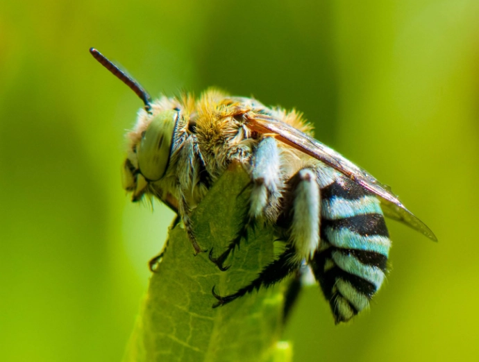 native bee species
