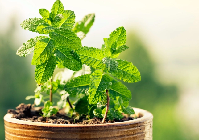 growing medicinal herbs