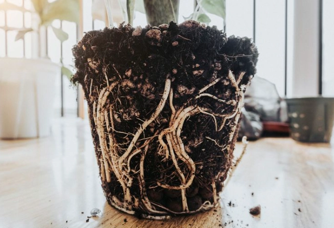 how to fix root rot