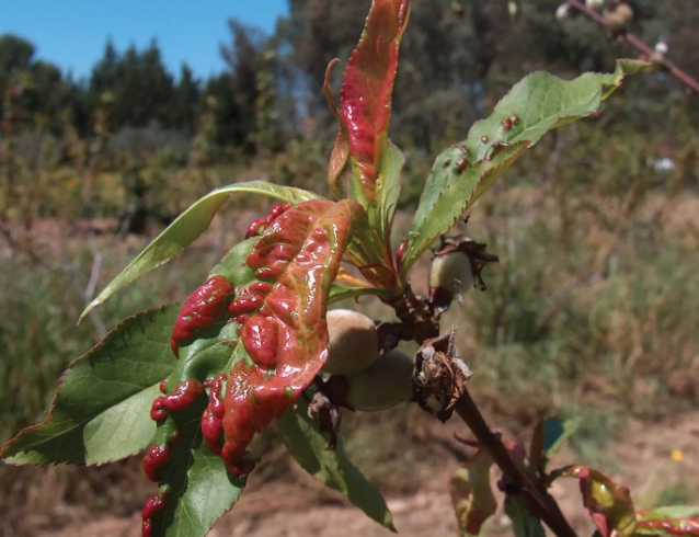peach leaf curl treatment