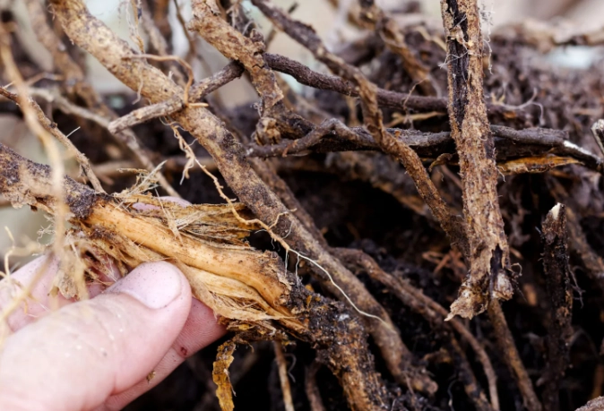 root rot