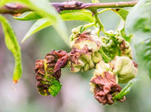 plant leaves curling
