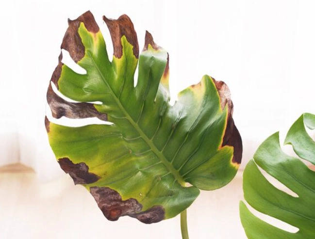 yellow leaves causes