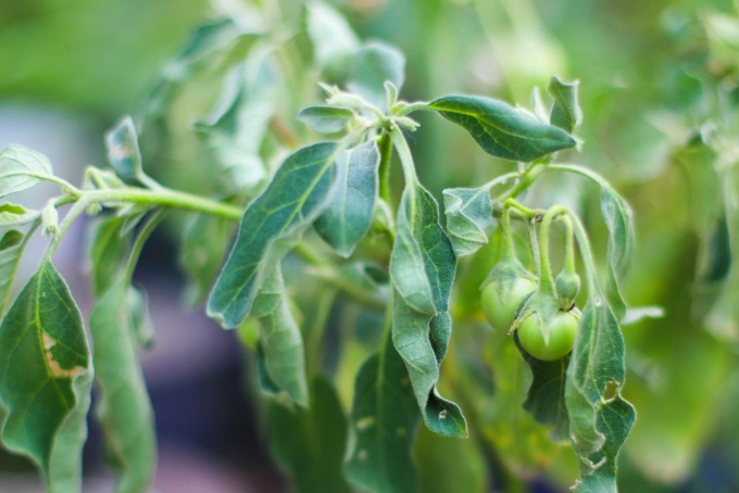 yellow leaves causes