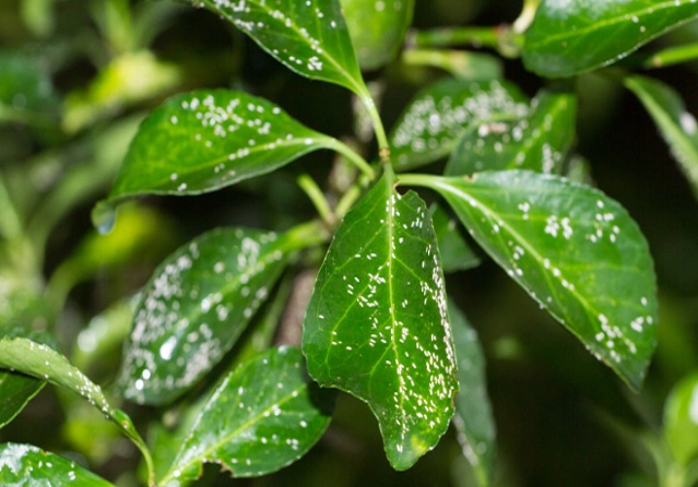 plant disease prevention