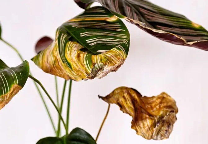 diagnose plant problems