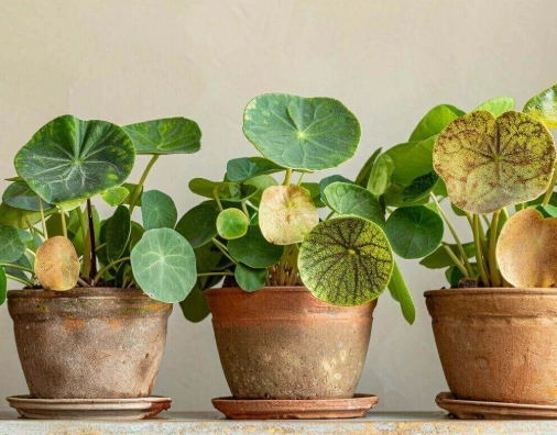 diagnose plant problems