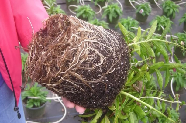root rot treatment