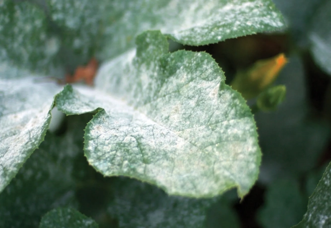 powdery mildew on plants