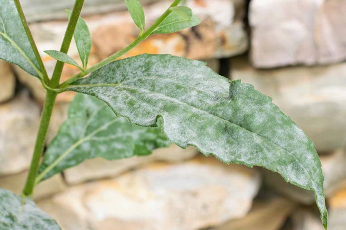 powdery mildew treatment