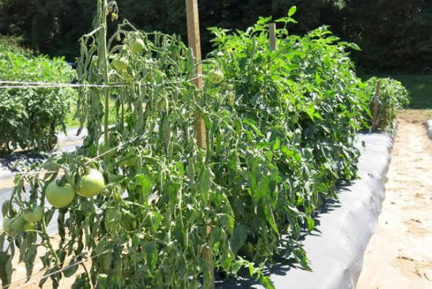 how to treat bacterial wilt