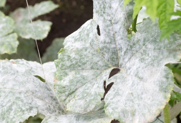 how to get rid of powdery mildew