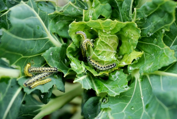 common garden pests