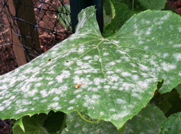 powdery mildew