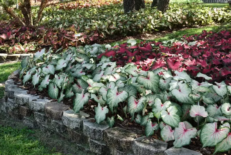 plants for full sun plants for full sun