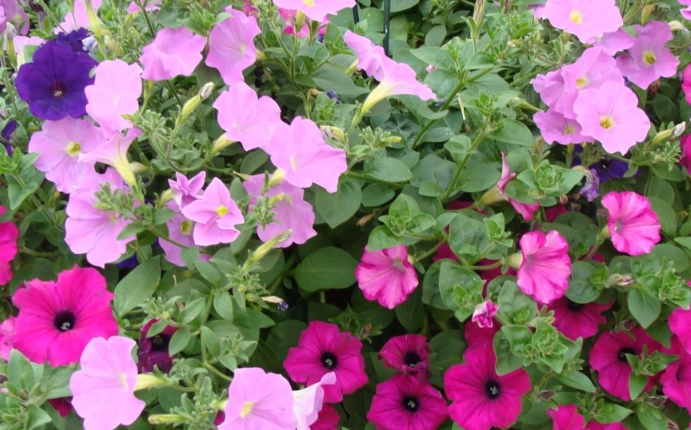 F1 hybrid seeds F1 hybrid seeds