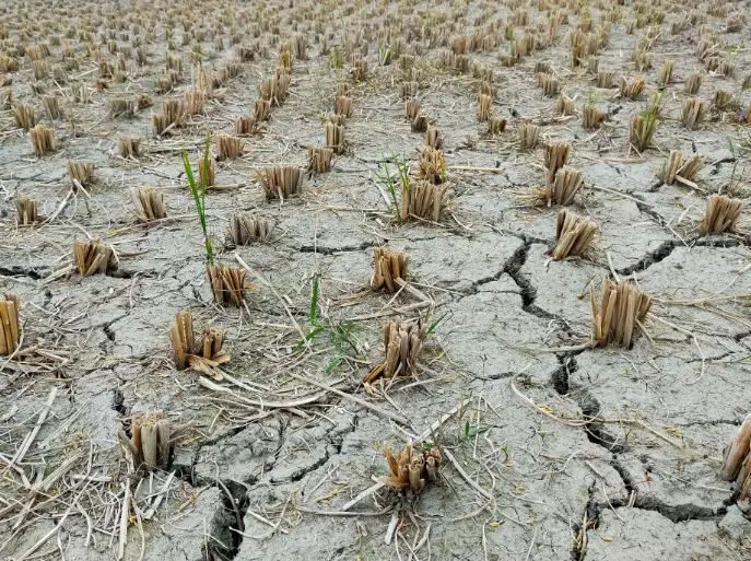 plants and global warming