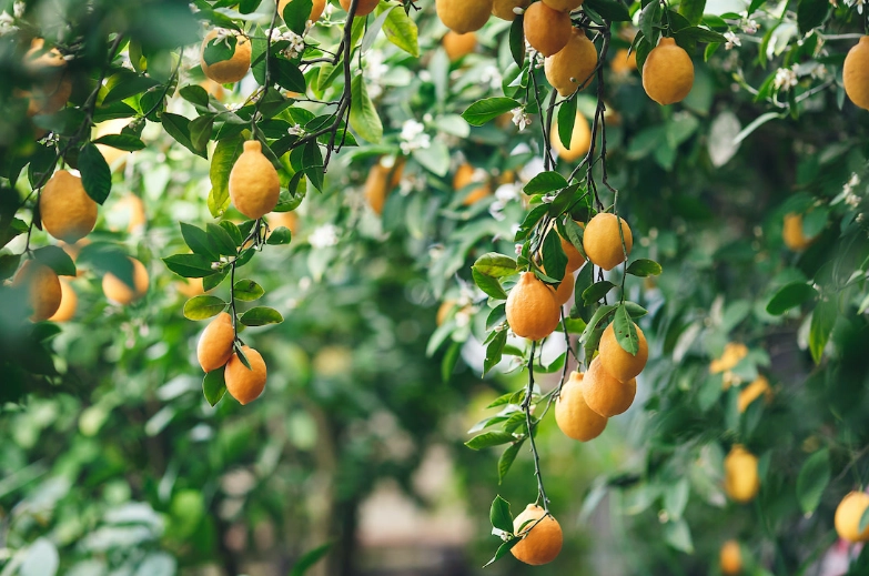 plant hybridization plant hybridization