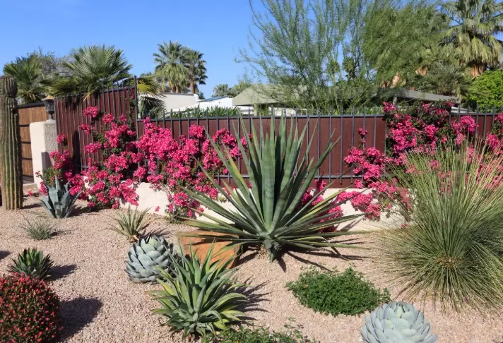 low water plants low water plants