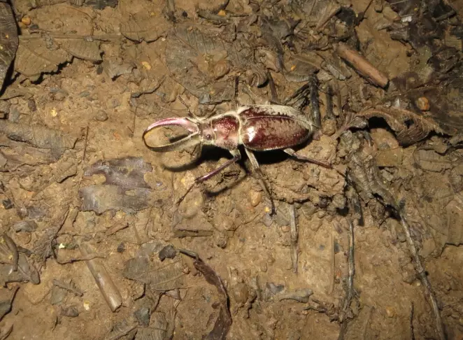 insects and global warming insects and global warming