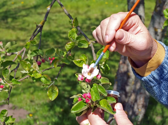 genetic engineering in plants genetic engineering in plants