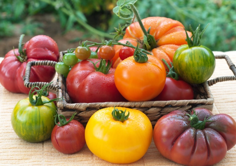 F1 hybrid seeds F1 hybrid seeds