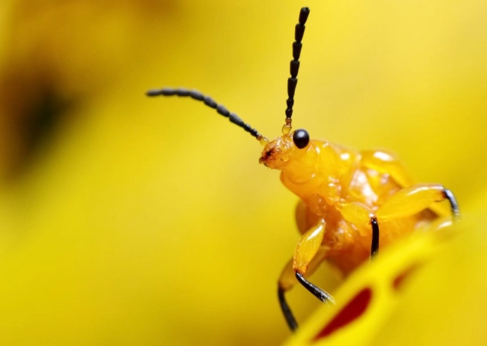 climate change insects climate change insects