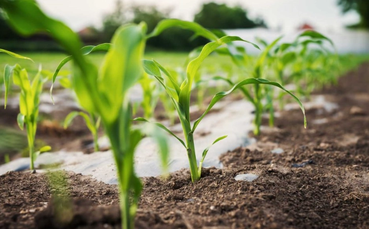 F1 hybrid seeds F1 hybrid seeds