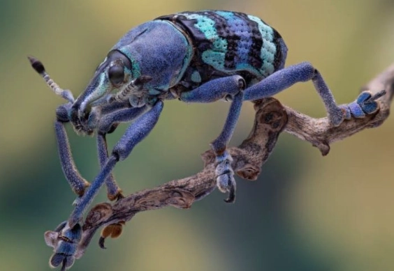 insects and global warming insects and global warming