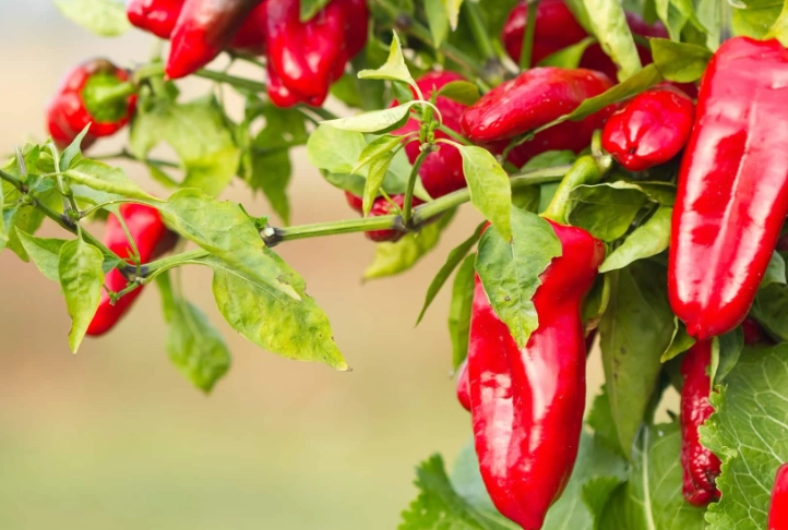 plant hybridization plant hybridization