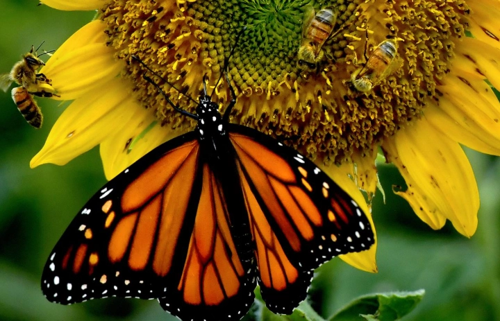 climate change insects climate change insects