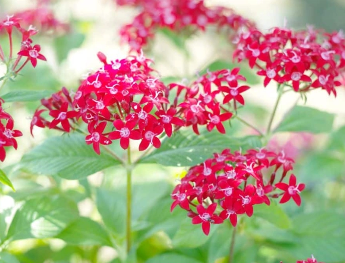 drought resistant plants drought resistant plants