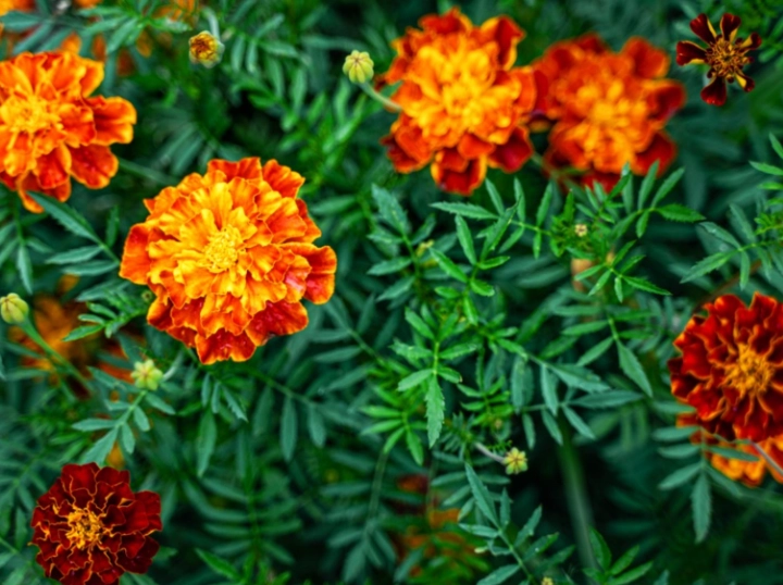 plant hybridization plant hybridization