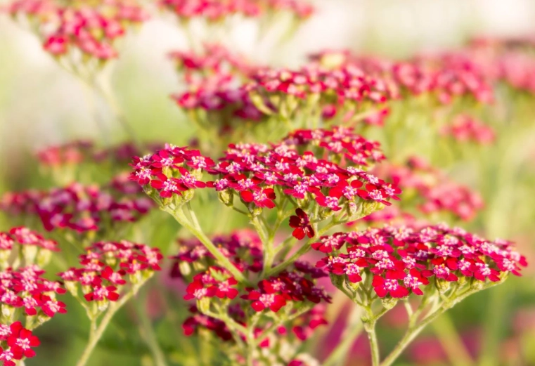 drought resistant plants drought resistant plants