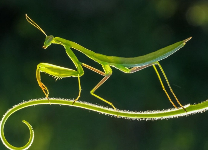 insect population climate change insect population climate change