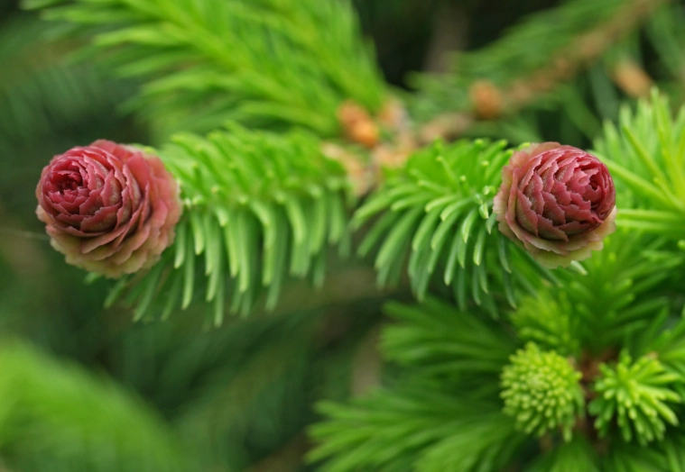 spruce planting tips