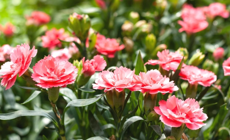 how to grow carnations how to grow carnations