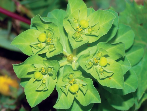 spurge plant